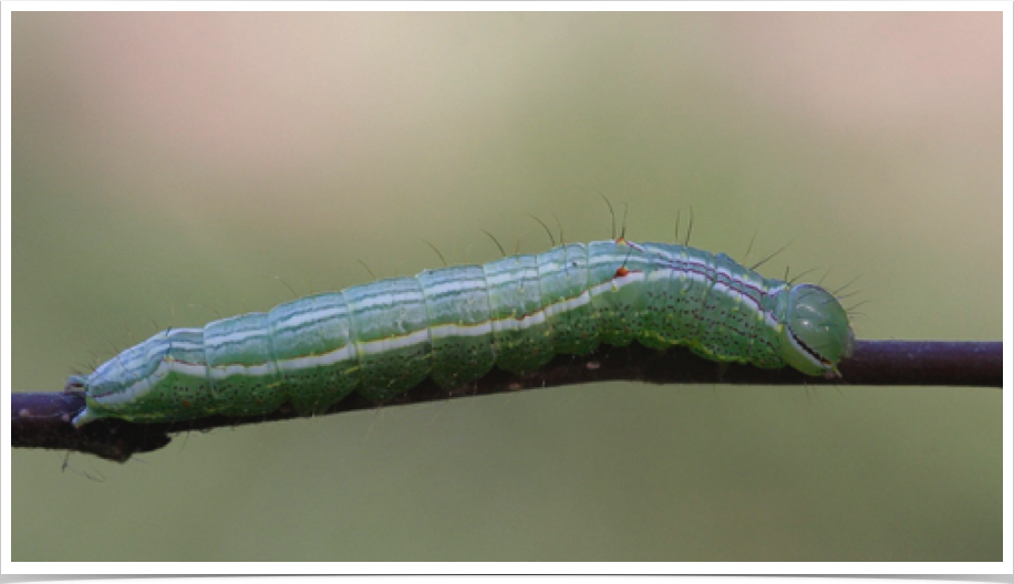 Double-lined Prominent on Elm
Lochmaeus bilineata
Clay County, Alabama